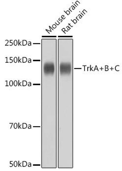 Anti-TrkA+B+C Antibody (CAB2693)