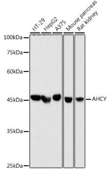 Anti-AHCY Antibody (CAB2756)