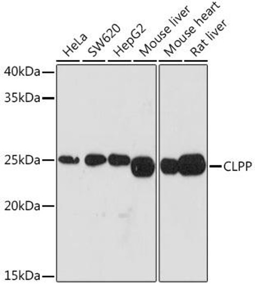 Anti-CLPP Antibody (CAB3214)