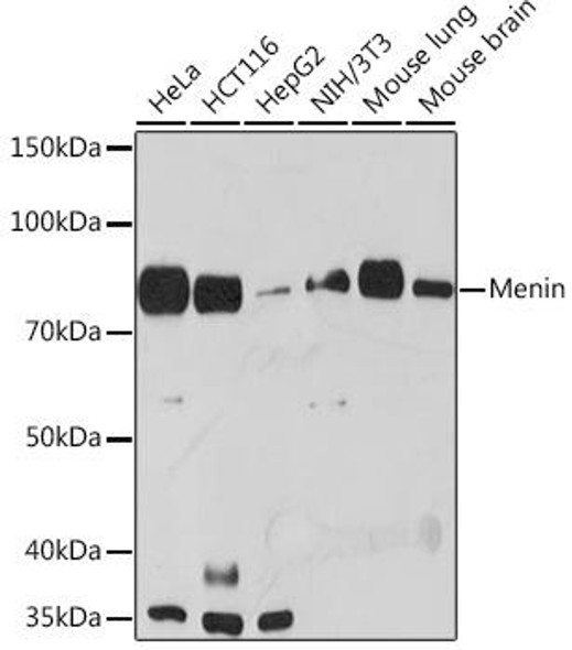Anti-Menin Antibody (CAB3395)