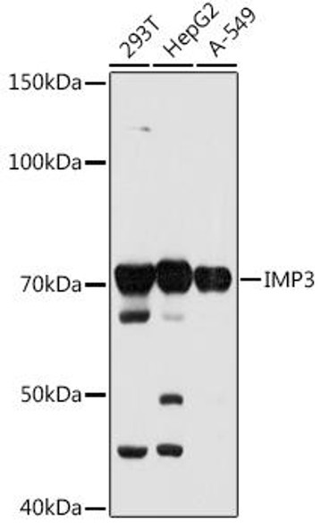 Anti-IMP3 Antibody (CAB3508)