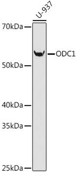 Anti-ODC1 Antibody (CAB3898)