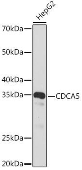 Anti-CDCA5 Antibody (CAB4044)