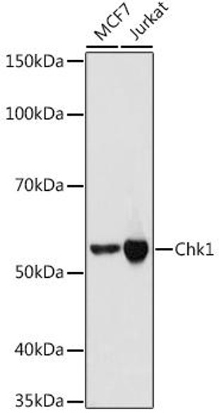 Anti-Chk1 Antibody (CAB4194)