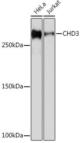 Anti-CHD3 Antibody (CAB6118)