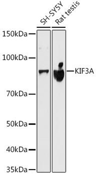 Anti-KIF3A Antibody (CAB7370)