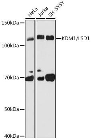 Anti-KDM1 / LSD1 Antibody (CAB8711)