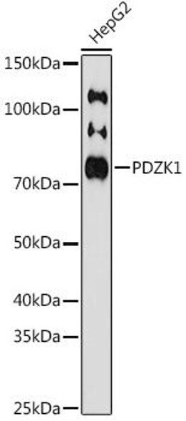 Anti-PDZK1 Antibody (CAB8874)