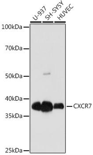 Anti-CXCR7 Antibody (CAB8991)
