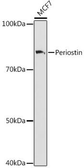 Anti-Periostin Antibody (CAB9009)