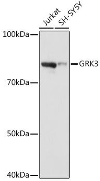 Anti-GRK3 Antibody (CAB9163)