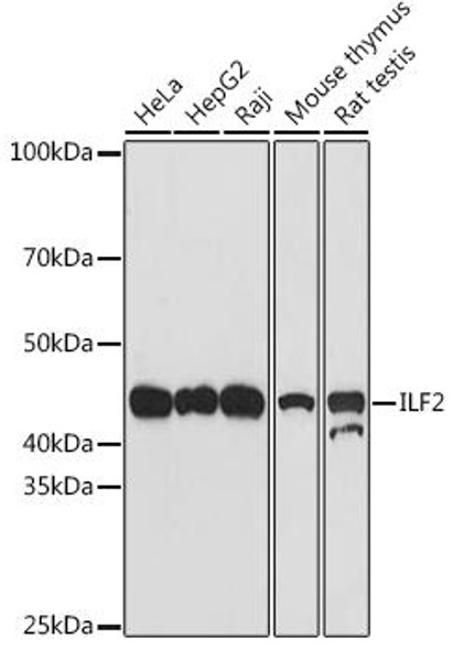 Anti-ILF2 Antibody (CAB9530)