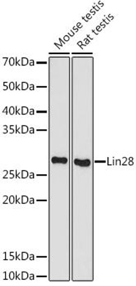 Anti-Lin28 Antibody (CAB9627)