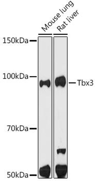 Anti-Tbx3 Antibody (CAB9646)