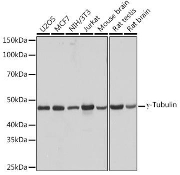 Anti-gamma-Tubulin Antibody (CAB9657)