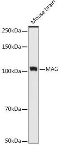 Anti-MAG Antibody (CAB9671)