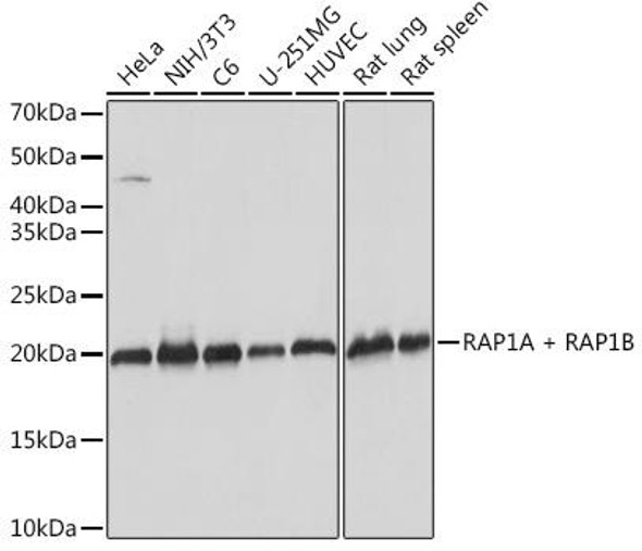 Anti-RAP1A + RAP1B Antibody (CAB9725)