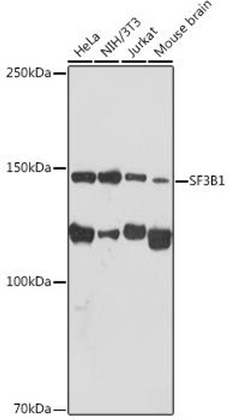 Anti-SF3B1 Antibody (CAB9737)