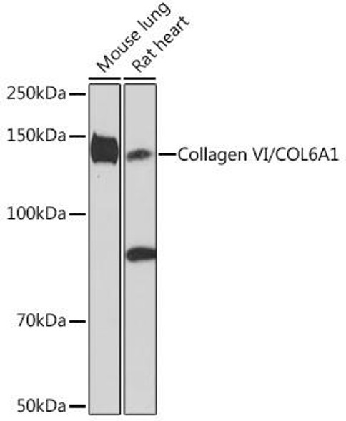 Anti-Collagen VI/COL6A1 Antibody (CAB9738)