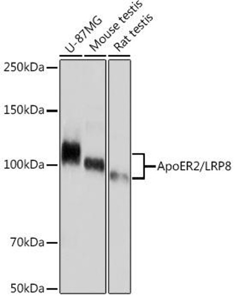 Anti-ApoER2/LRP8 Antibody (CAB9747)