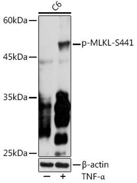 Anti-Phospho-MLKL-S441 Antibody (CABP1174)