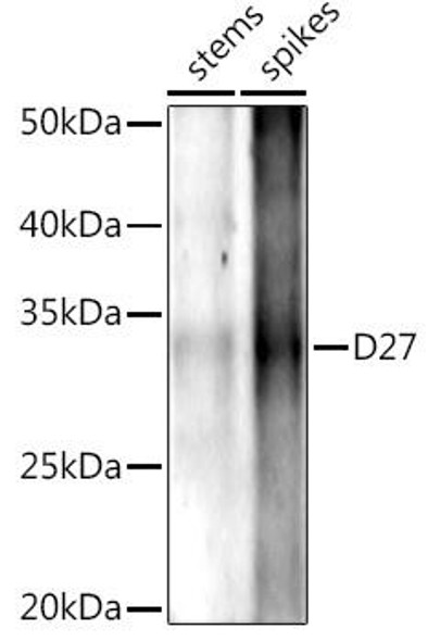 Anti-D27 Antibody (CAB20706)