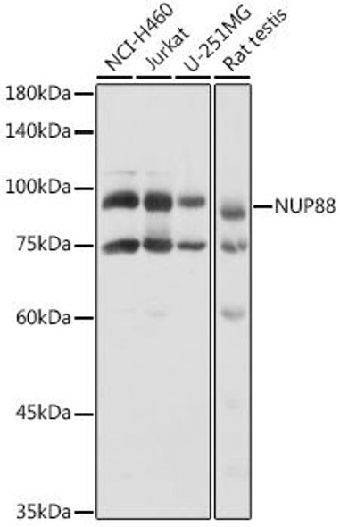 Anti-NUP88 Antibody (CAB20729)