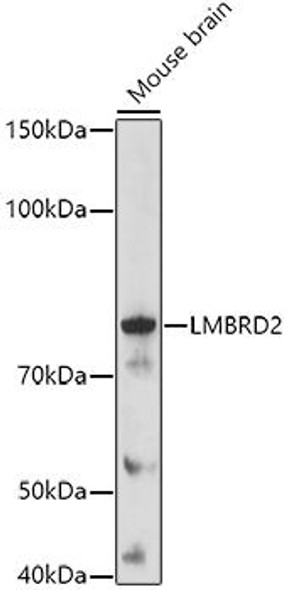 Anti-LMBRD2 Antibody (CAB20757)