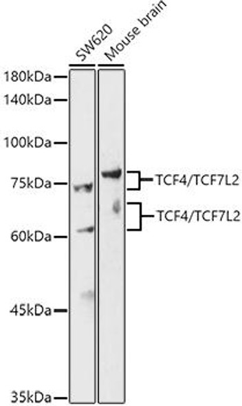 Anti-TCF4/TCF7L2 Antibody (CAB20770)