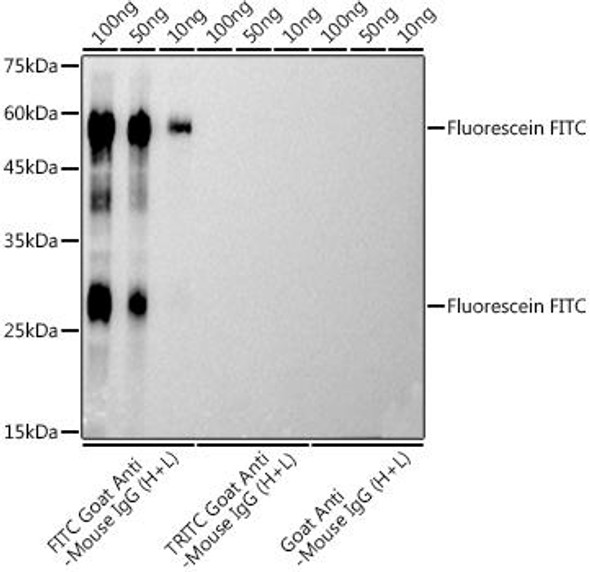 Anti-Fluorescein FITC Antibody (CAB20797)