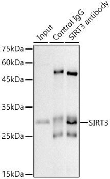 Anti-SIRT3 Antibody [KO Validated] (CAB20805)