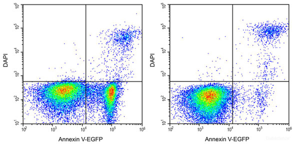 Annexin V-EGFP/DAPI Apoptosis Kit