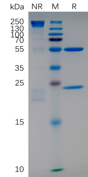 Natalizumab (Anti-ITGA4) Biosimilar Antibody