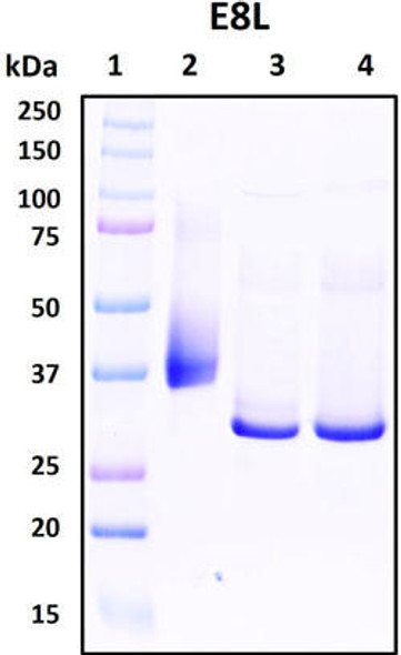 Recombinant Monkeypox Virus Cell Surface-binding Protein, E8L (MPRS013)