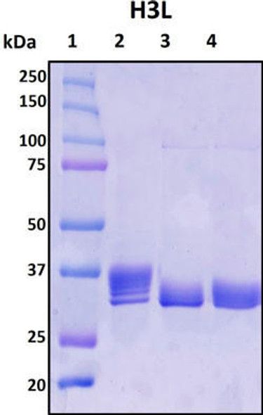Recombinant Monkeypox Virus Envelope Protein H3L (MPRS015)