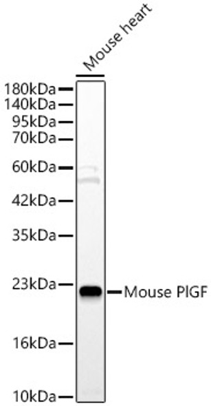 Mouse PlGF Polyclonal Antibody
