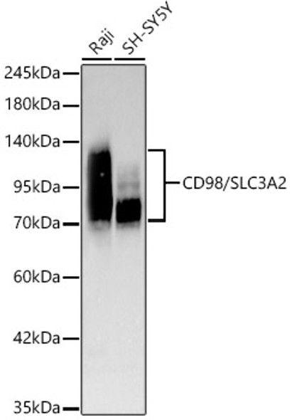 CD98/SLC3A2 Monoclonal Antibody (CAB24735)
