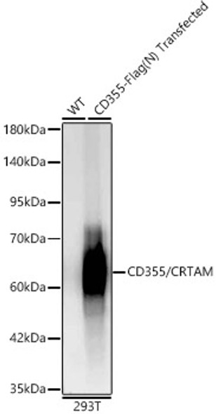 CD355/CRTAM Monoclonal Antibody