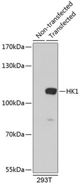 HK1 Polyclonal Antibody