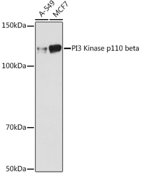 PI3 Kinase p110 beta Monoclonal Antibody (CAB1271)