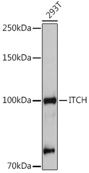 ITCH Polyclonal Antibody