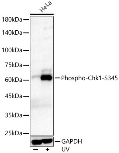 Phospho-Chk1-S345 Monoclonal Antibody