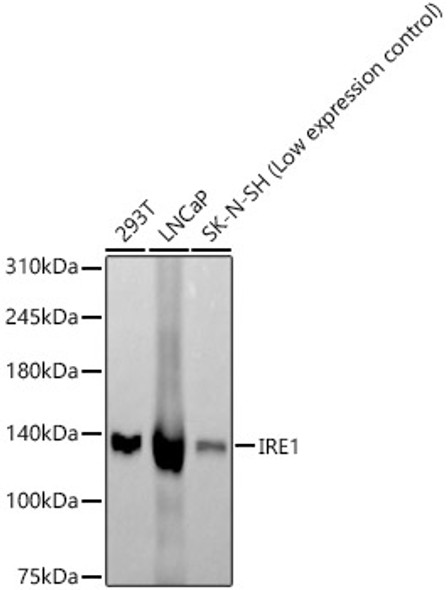 IRE1 Monoclonal Antibody