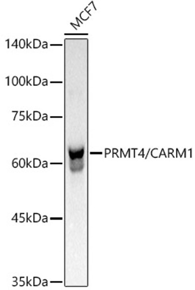 PRMT4/CARM1 Monoclonal Antibody