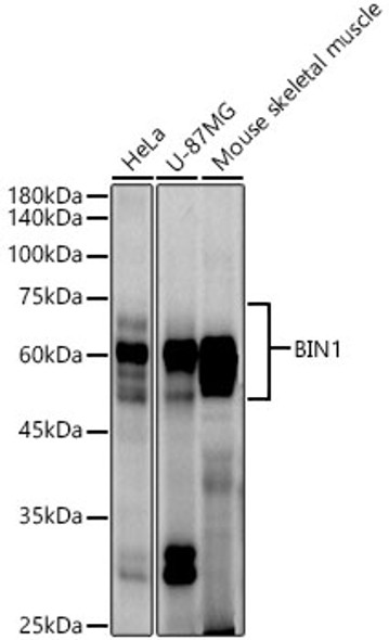 BIN1 Monoclonal Antibody