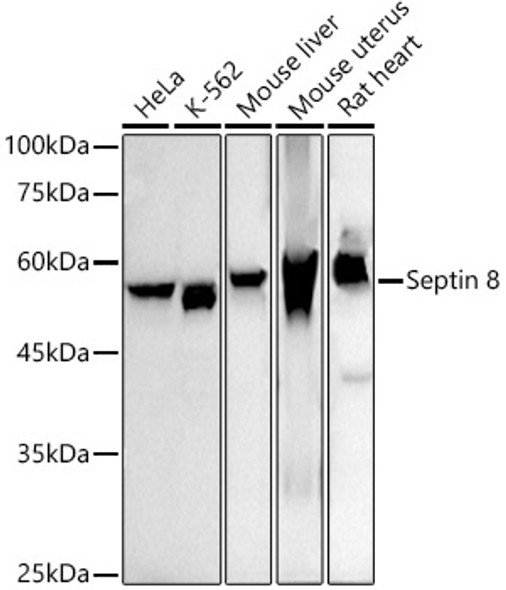 Septin 8 Monoclonal Antibody