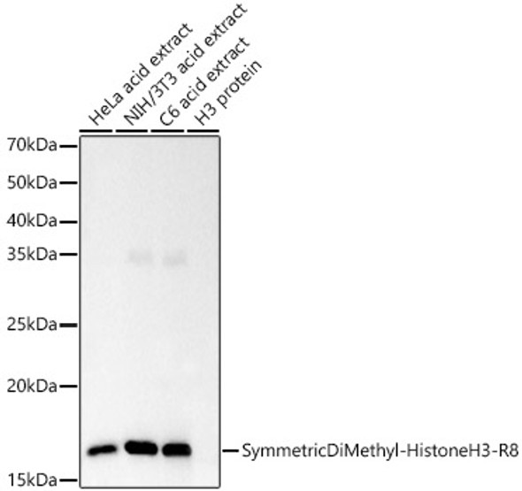 Symmetric DiMethyl-Histone H3-R8 Monoclonal Antibody (CAB21207)