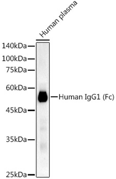 Human IgG1 (Fc) Monoclonal Antibody