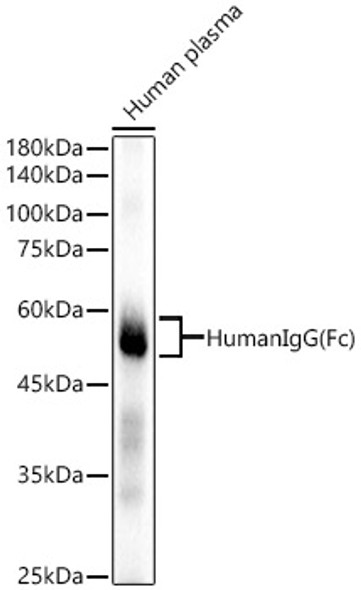 Human IgG (Fc) Monoclonal Antibody (CAB21291)