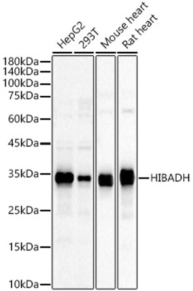 HIBADH Polyclonal Antibody